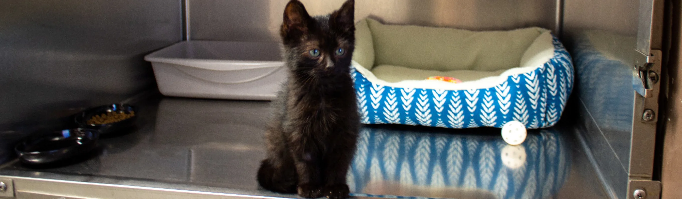 Black kitten with blue eyes sitting in kennel with supplies Black kitten with blue eyes sitting in kennel with supplies