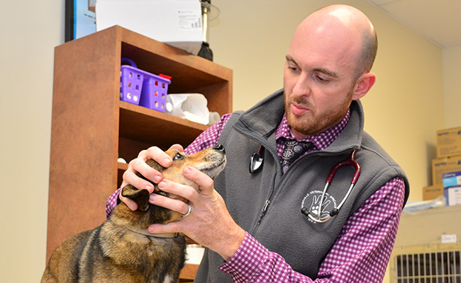 Veterinary Oncology in Nashville Nashville Veterinary Specialists