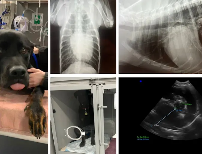 Roscoe, a black dog's pictures and x-rays Roscoe, a black dog's pictures and x-rays