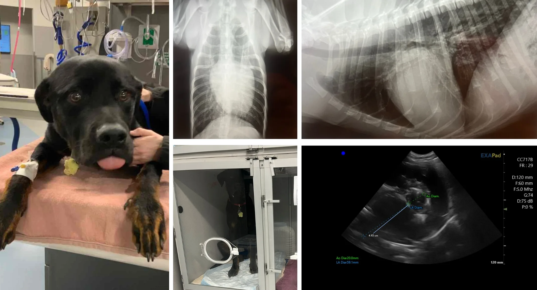Roscoe, a black dog's pictures and x-rays