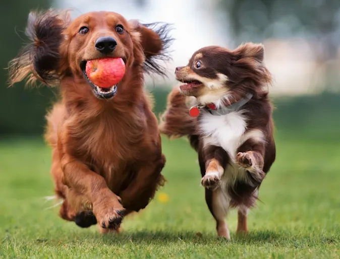 Two Dogs Running & One is Holding an Apple Two Dogs Running & One is Holding an Apple