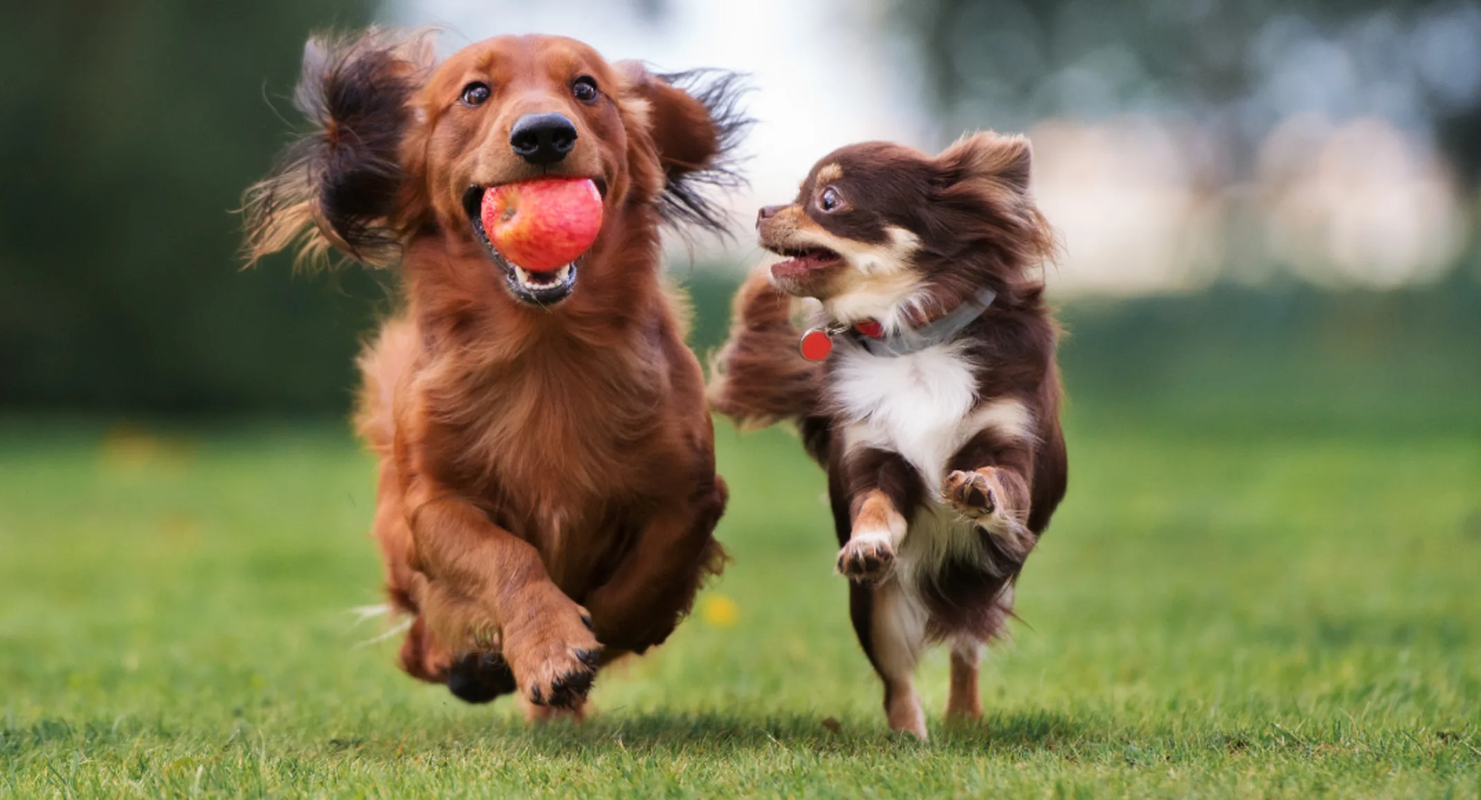 Two Dogs Running & One is Holding an Apple Two Dogs Running & One is Holding an Apple
