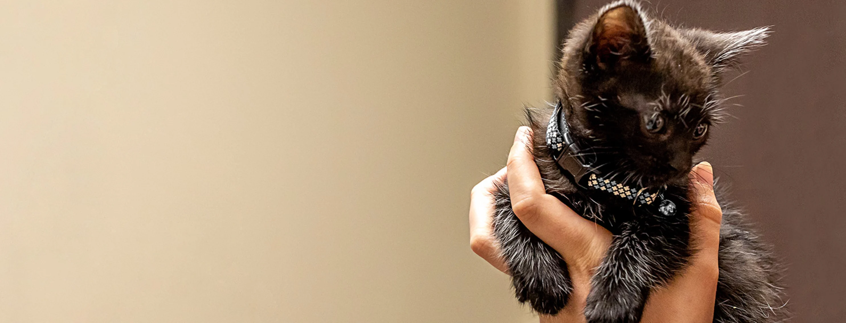 little black kitten in palm little black kitten in palm
