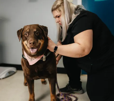 Big brown dog with a pink bandana getting care from a staff member