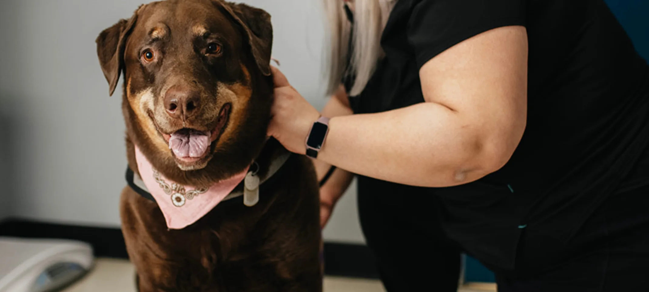 Big brown dog with a pink bandana getting care from a staff member Big brown dog with a pink bandana getting care from a staff member