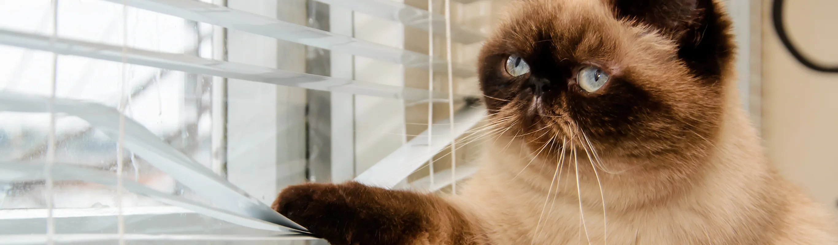 Cat looking at the window