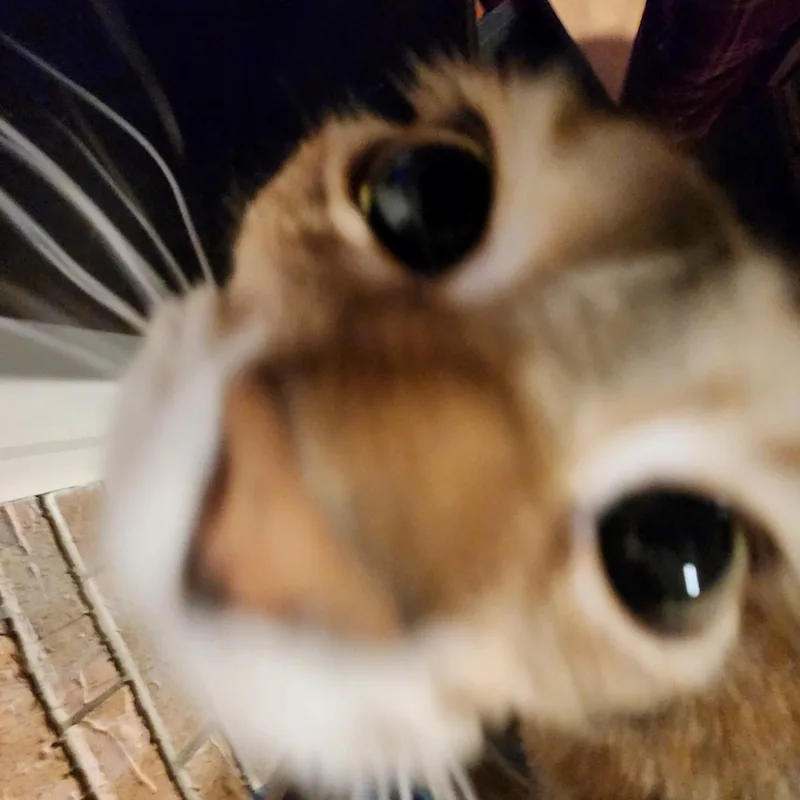Alyssa L Alyssa L