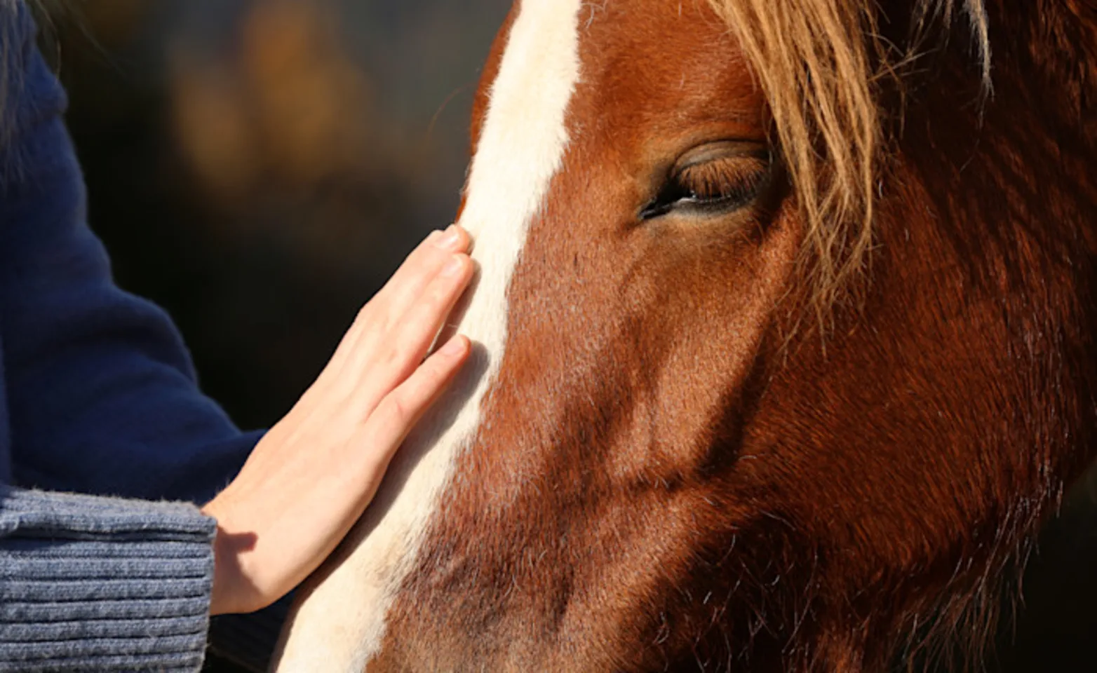 Hand on horse Hand on horse