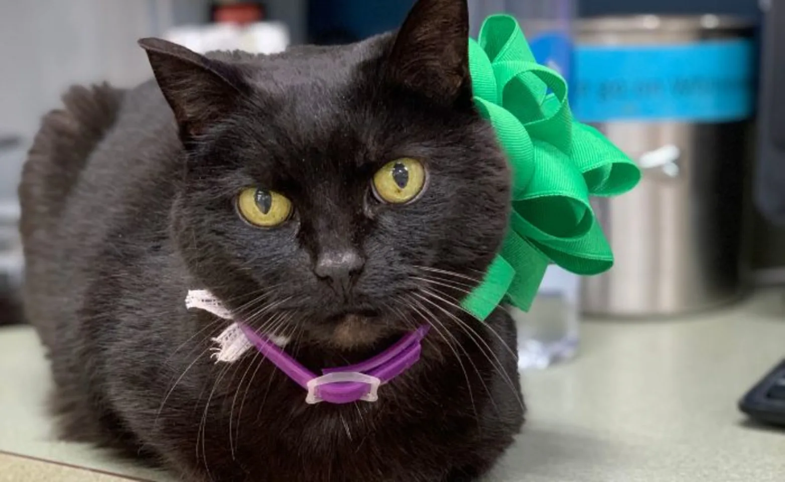 Black Cat in Loaf Form Black Cat in Loaf Form