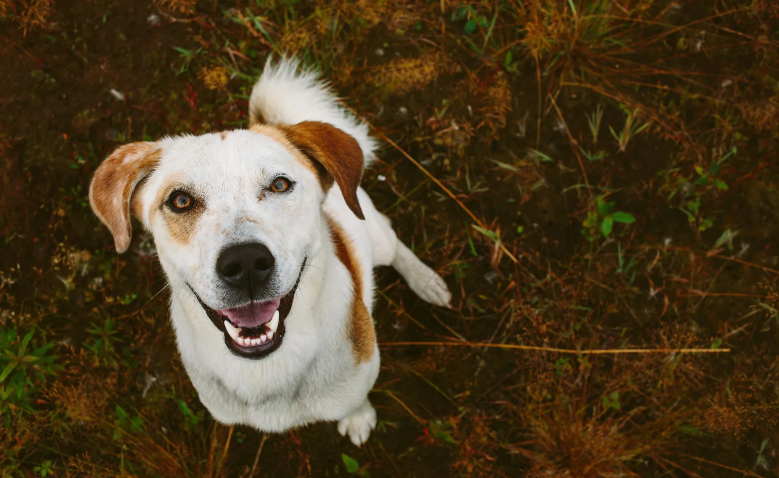 Dog looking up happy