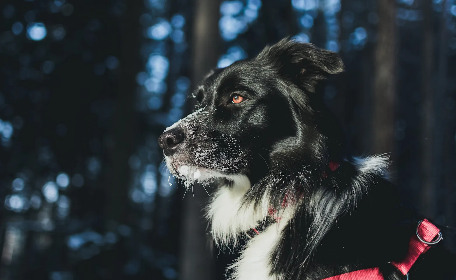 dog sitting with a red leash