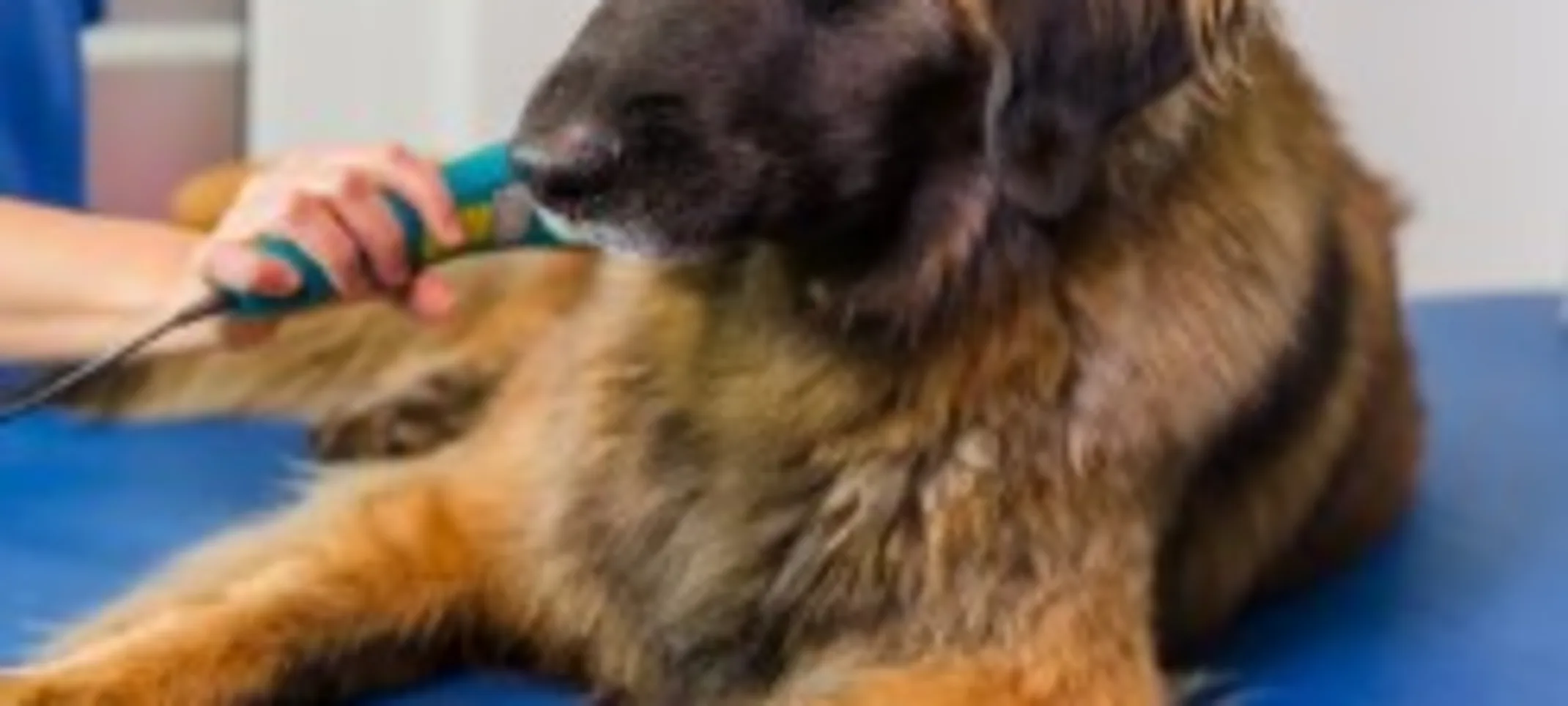 A Brown Dog Receiving Laser Therapy A Brown Dog Receiving Laser Therapy