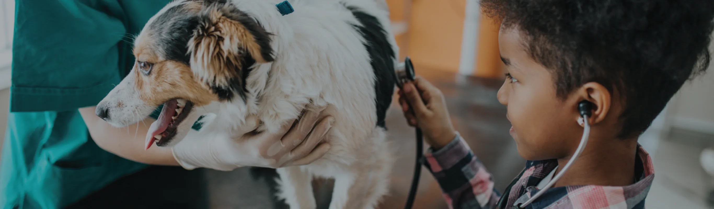 Boy checking dog with veterinarian Boy checking dog with veterinarian