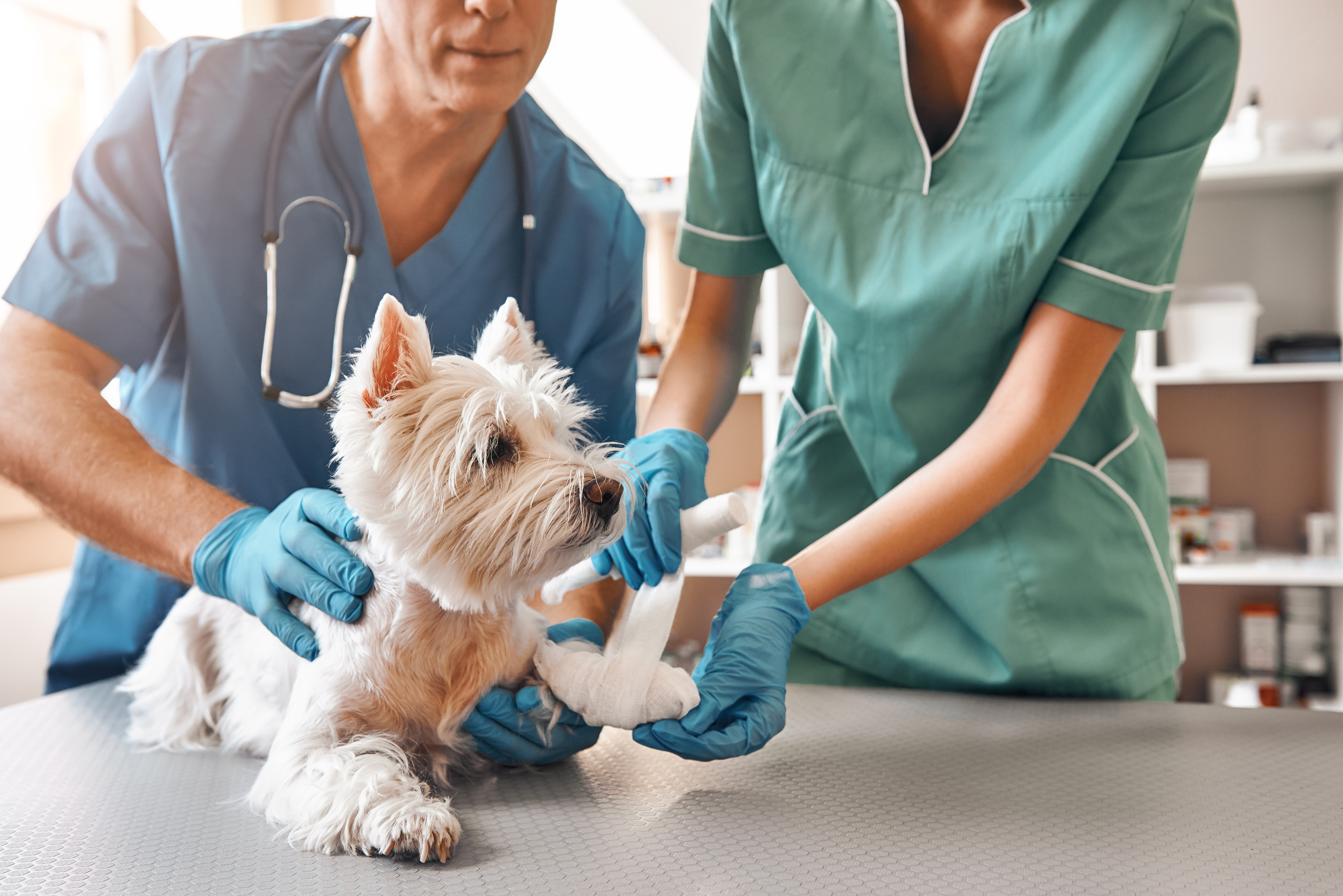 Emergency Vet | Nashville Veterinary Specialists - Clarksville
