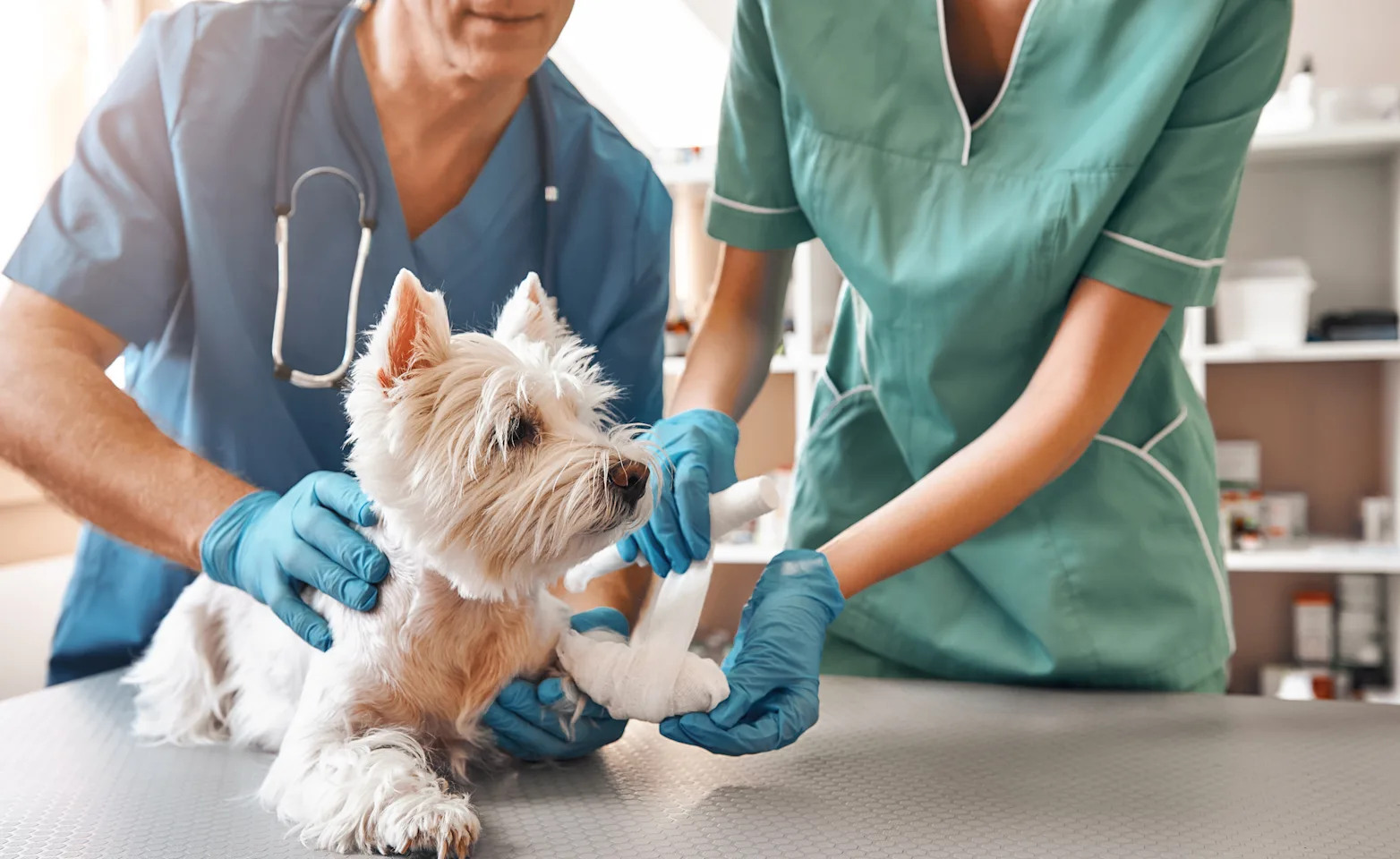 dog being bandaged up by doctors