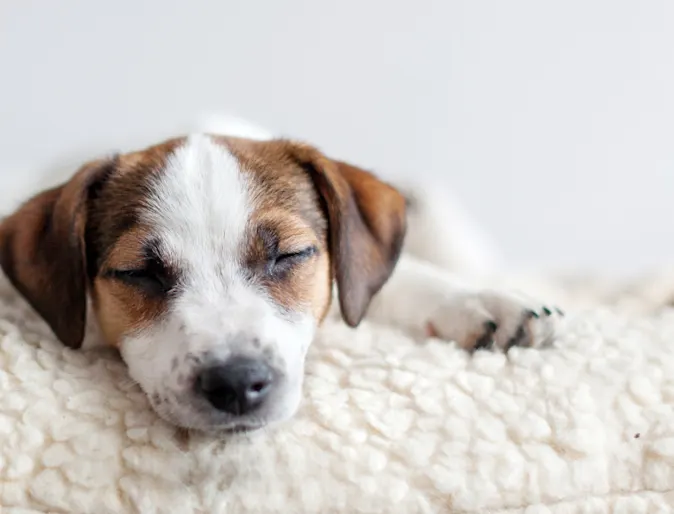 Small brown and white dog sleeping on dog bed