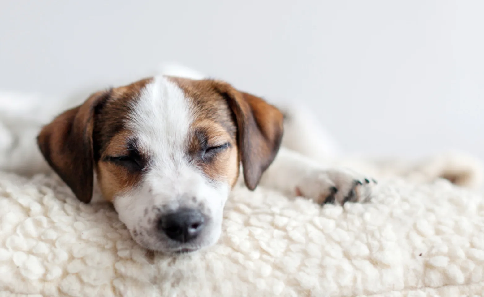 Small brown and white dog sleeping on dog bed