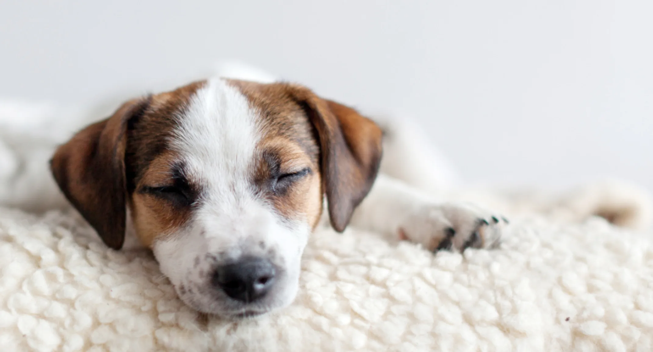 Small brown and white dog sleeping on dog bed Small brown and white dog sleeping on dog bed