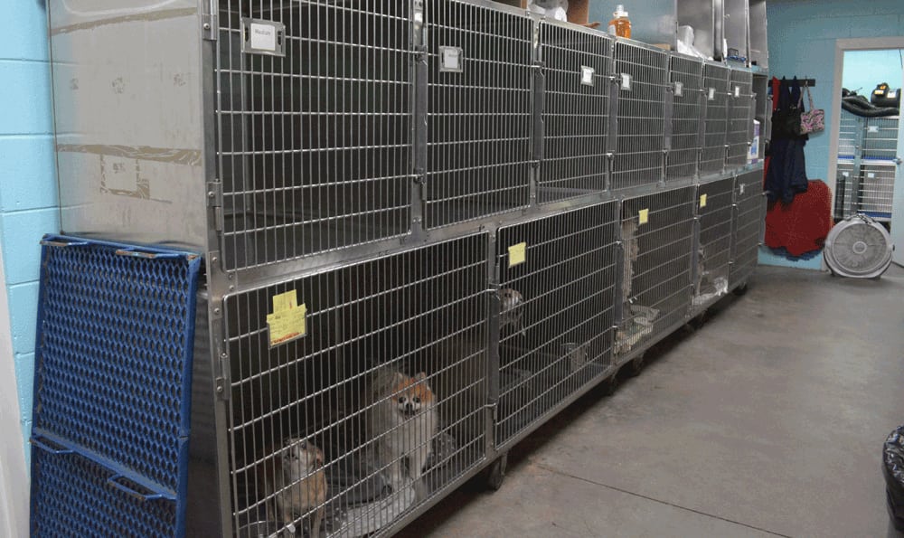 boarding kennels for small dogs at Hidden Valley Animal Hospital