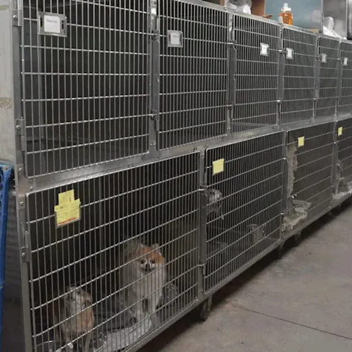 boarding kennels for small dogs at Hidden Valley Animal Hospital boarding kennels for small dogs at Hidden Valley Animal Hospital