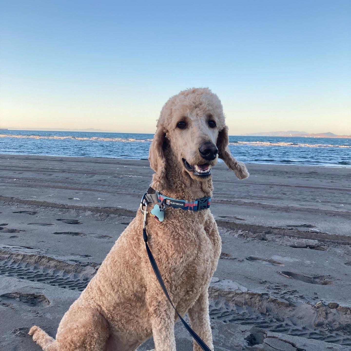 Lindsay Hendricks Veterinary Hospital