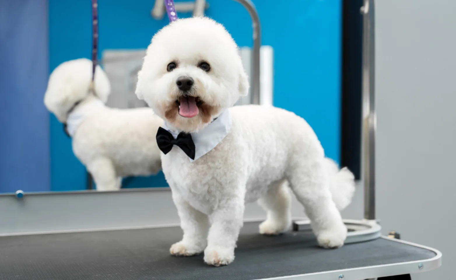 A Groomed White Dog wearing a Bowtie A Groomed White Dog wearing a Bowtie