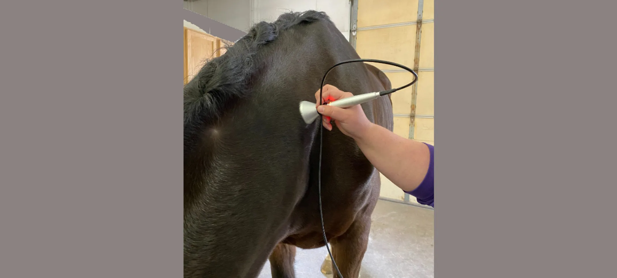 Laser Therapy at Abraham's Equine Clinic Laser Therapy at Abraham's Equine Clinic