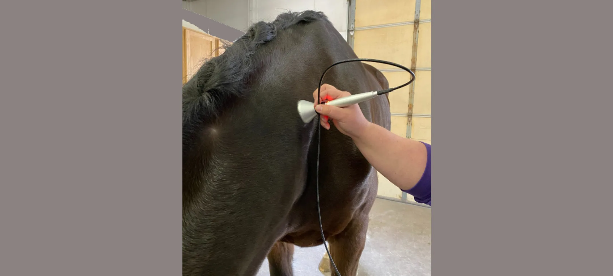Laser Therapy at Abraham's Equine Clinic