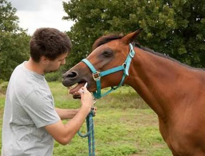 Deworming for Equine Deworming for Equine