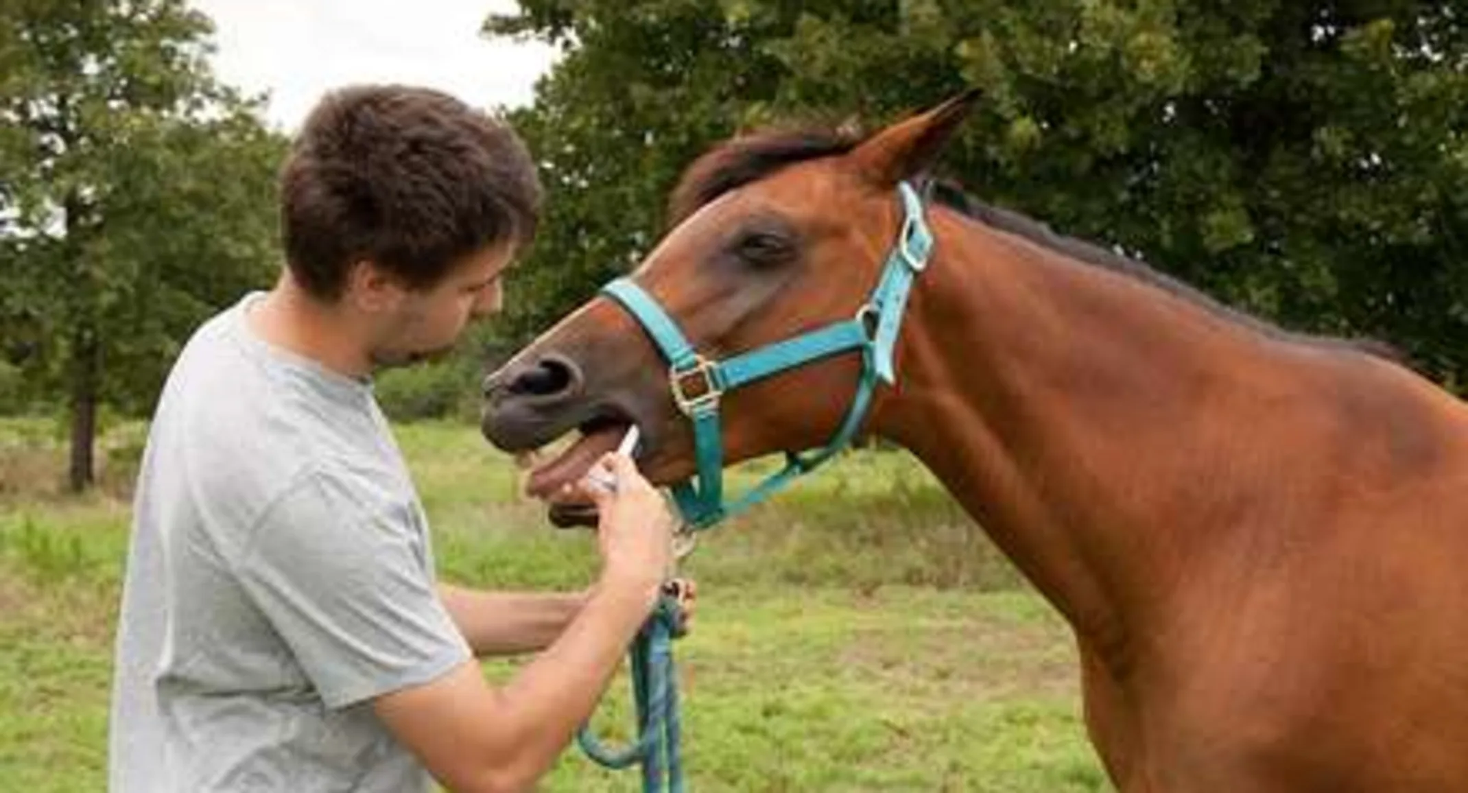 Deworming for Equine Deworming for Equine