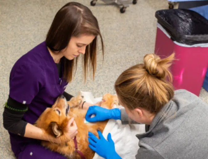 Two staff working on a dog Two staff working on a dog