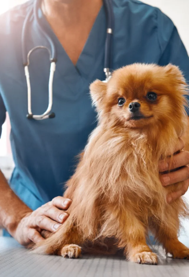 Veterinarian with Brown Dog on Exam Table