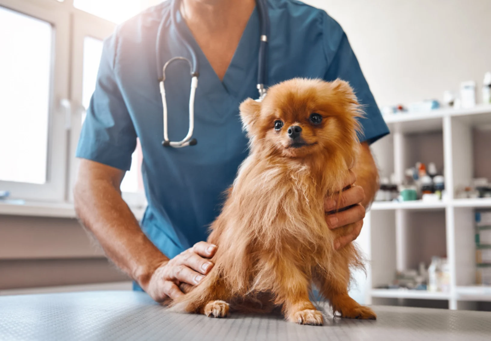 Veterinarian with Brown Dog on Exam Table Veterinarian with Brown Dog on Exam Table