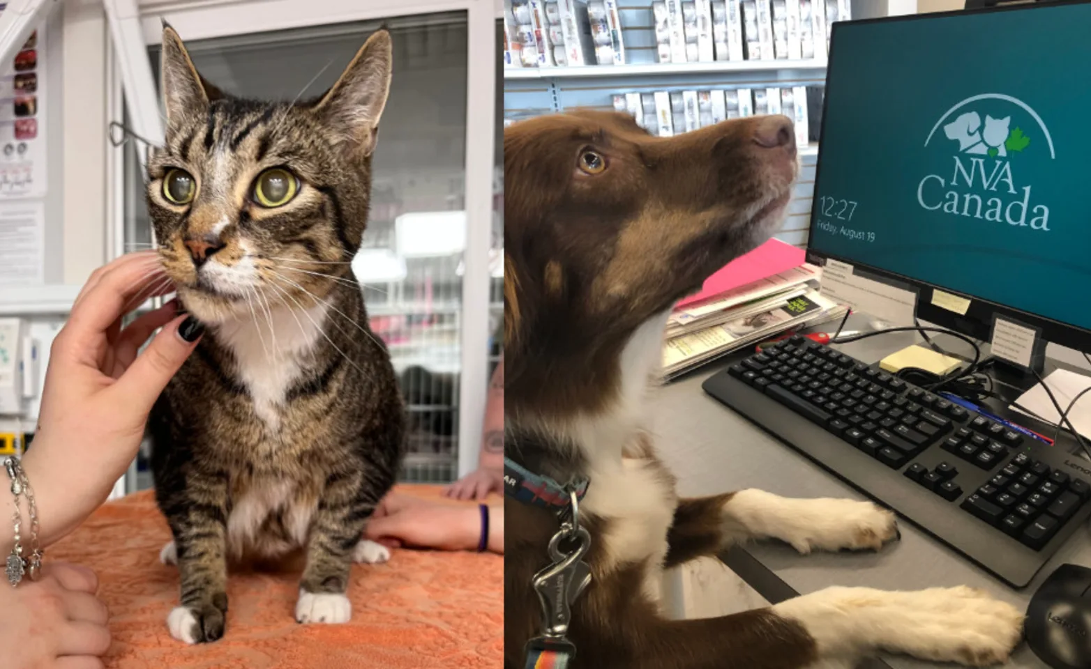 A brown cat and dog at Westview Veterinary Services
