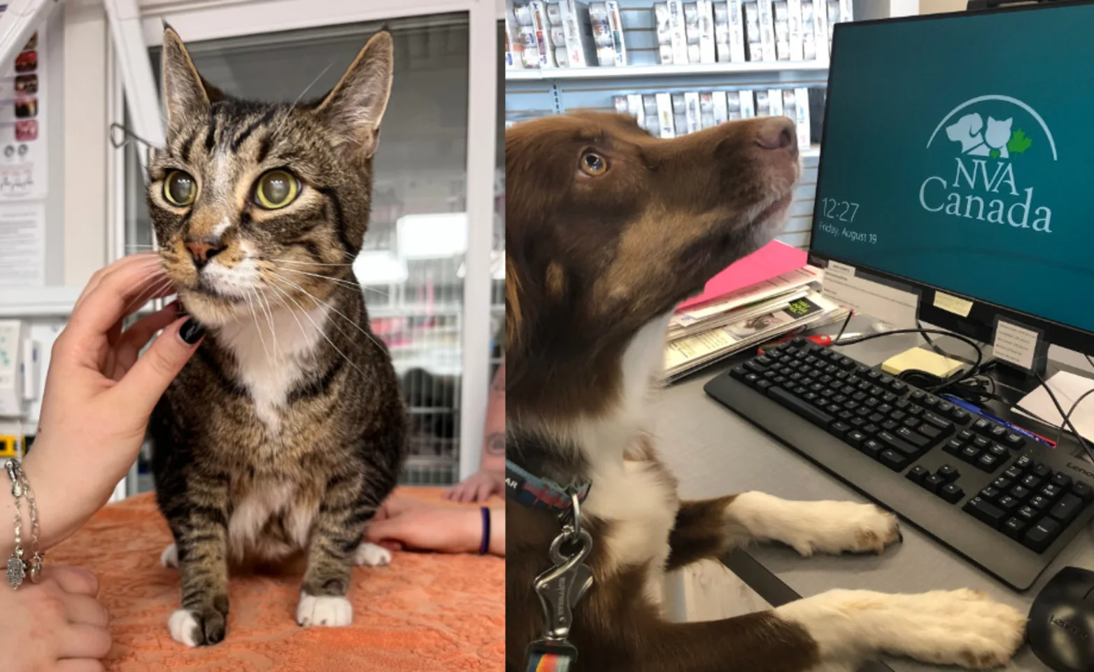 A brown cat and dog at Westview Veterinary Services