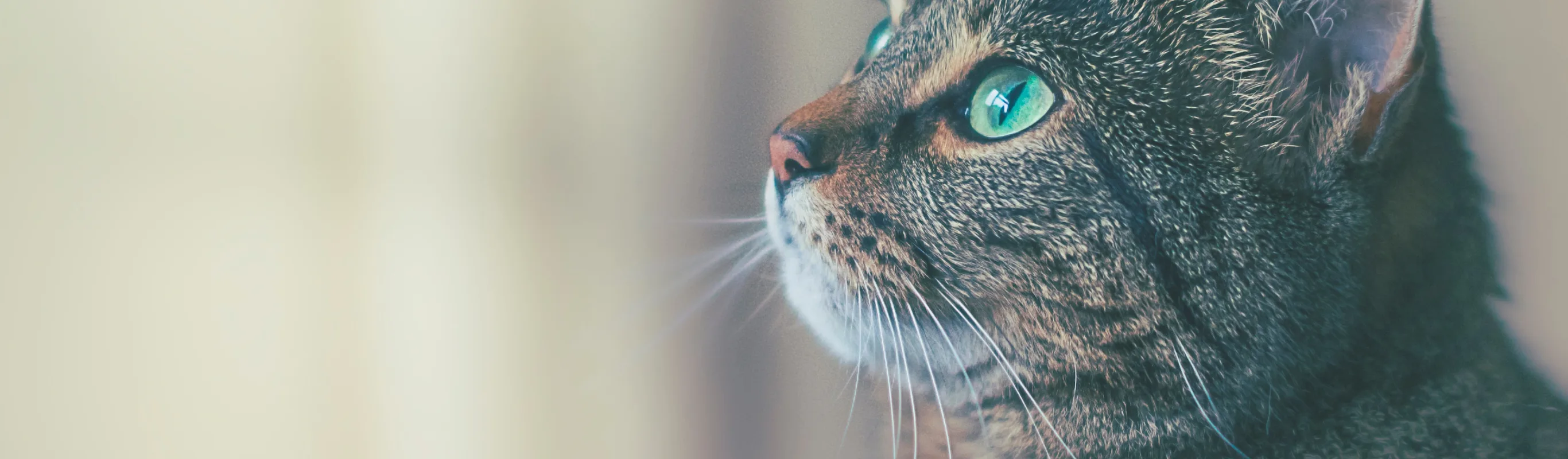 Cat Cat