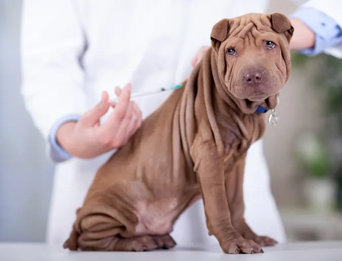 Brown dog is getting a shot in the back from a Veterinarian on a clinic table. Brown dog is getting a shot in the back from a Veterinarian on a clinic table.