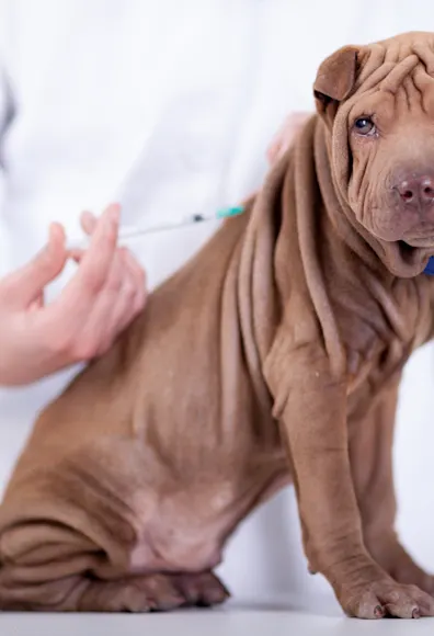 Brown dog is getting a shot in the back from a Veterinarian on a clinic table. Brown dog is getting a shot in the back from a Veterinarian on a clinic table.