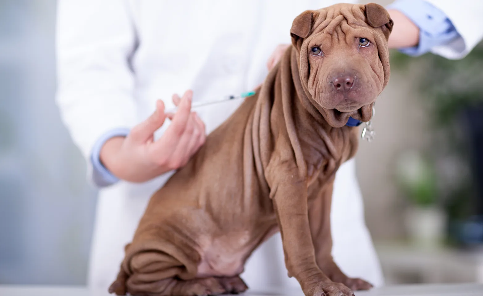 Brown dog is getting a shot in the back from a Veterinarian on a clinic table. Brown dog is getting a shot in the back from a Veterinarian on a clinic table.