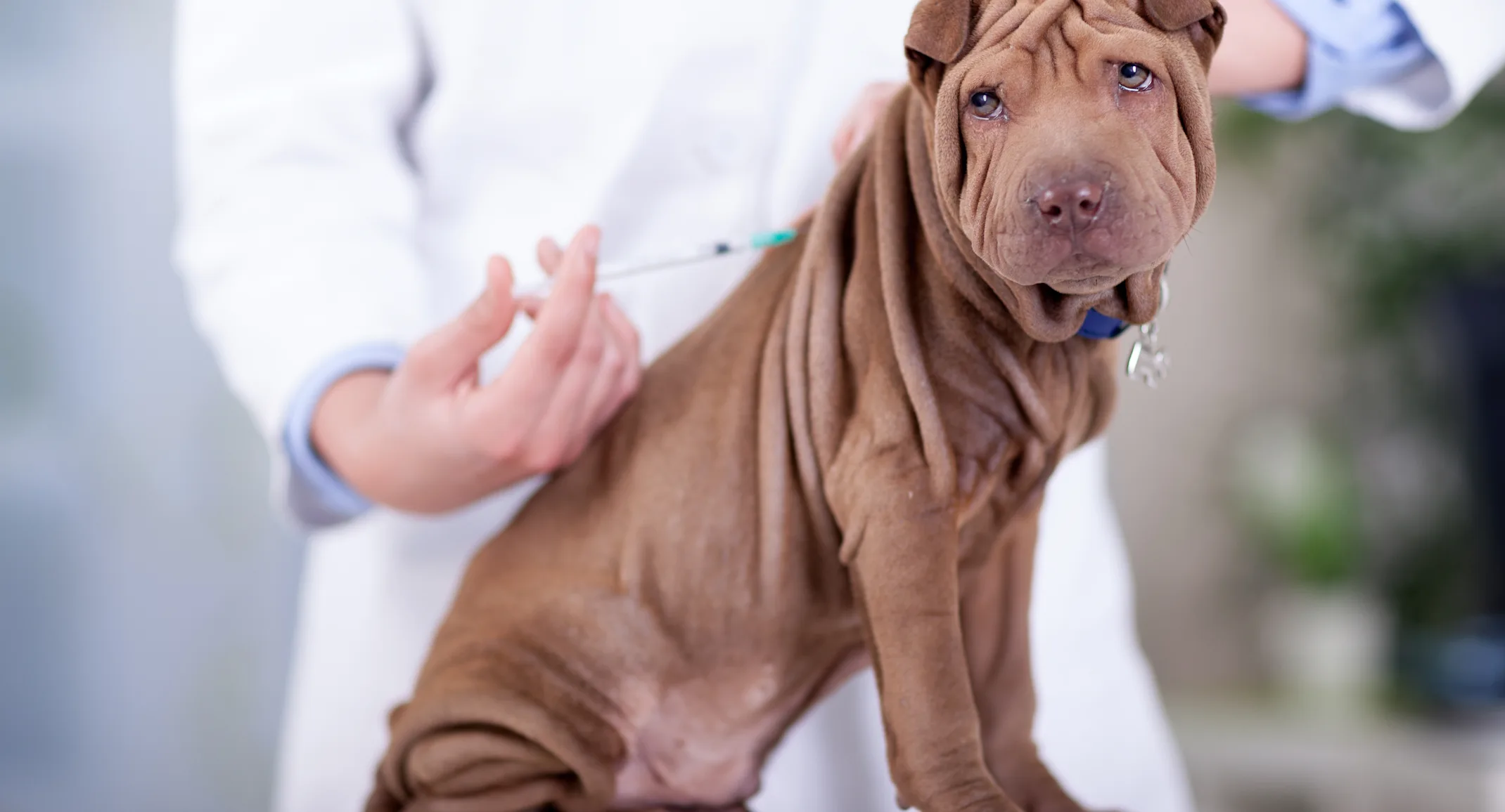 Brown dog is getting a shot in the back from a Veterinarian on a clinic table. 