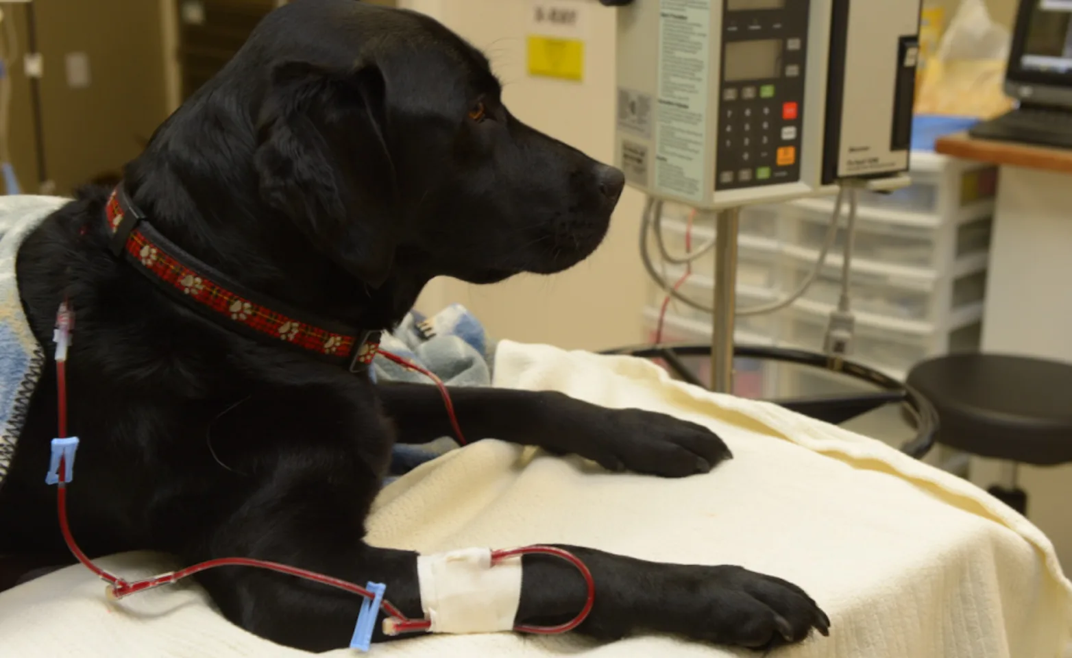 Dog Blood Donor Dog Blood Donor