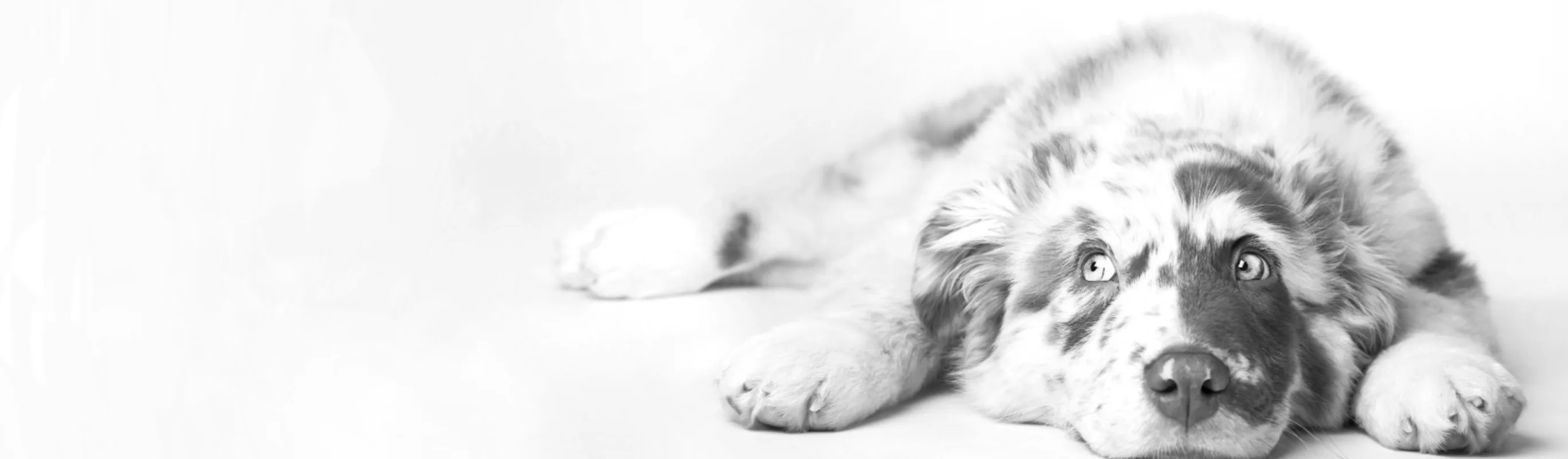 A black and white image of a dog looking to the left A black and white image of a dog looking to the left