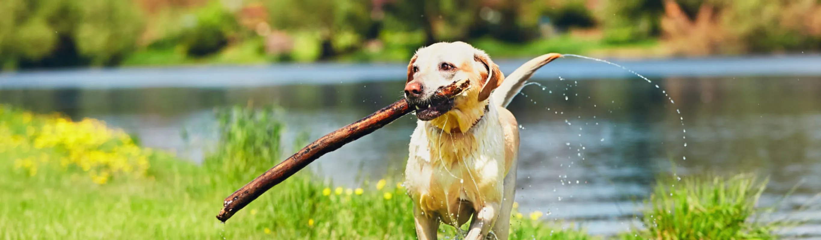 Dog running from water with a big stick in it's mouth. Dog running from water with a big stick in it's mouth.