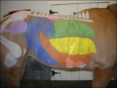horse with diagram of organs and bones painted on its side