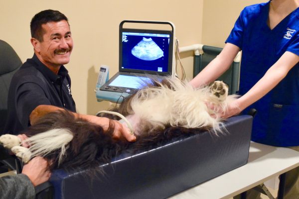 Staff members with a black and white dog during an ultrasound at Companion Animal Hospital