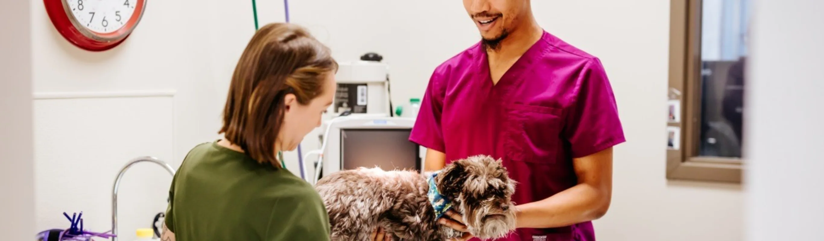 Vet and nurse examining dog Vet and nurse examining dog