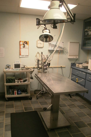 Cape Fear Animal Hospital surgery room