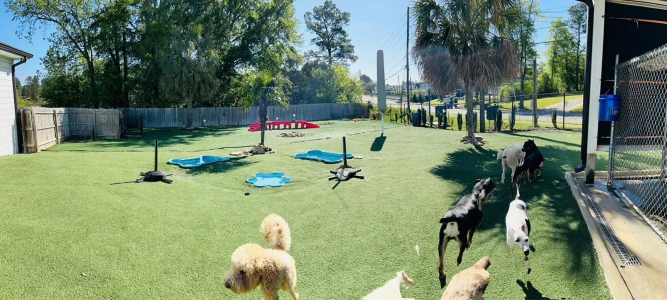 Club Mutts Yard with dogs Club Mutts Yard with dogs