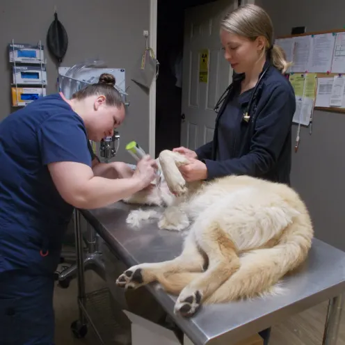 Veterinary Checking Dog