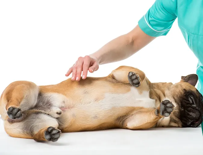 Veterinarian Putting Hand over a Dog's Stomach Veterinarian Putting Hand over a Dog's Stomach
